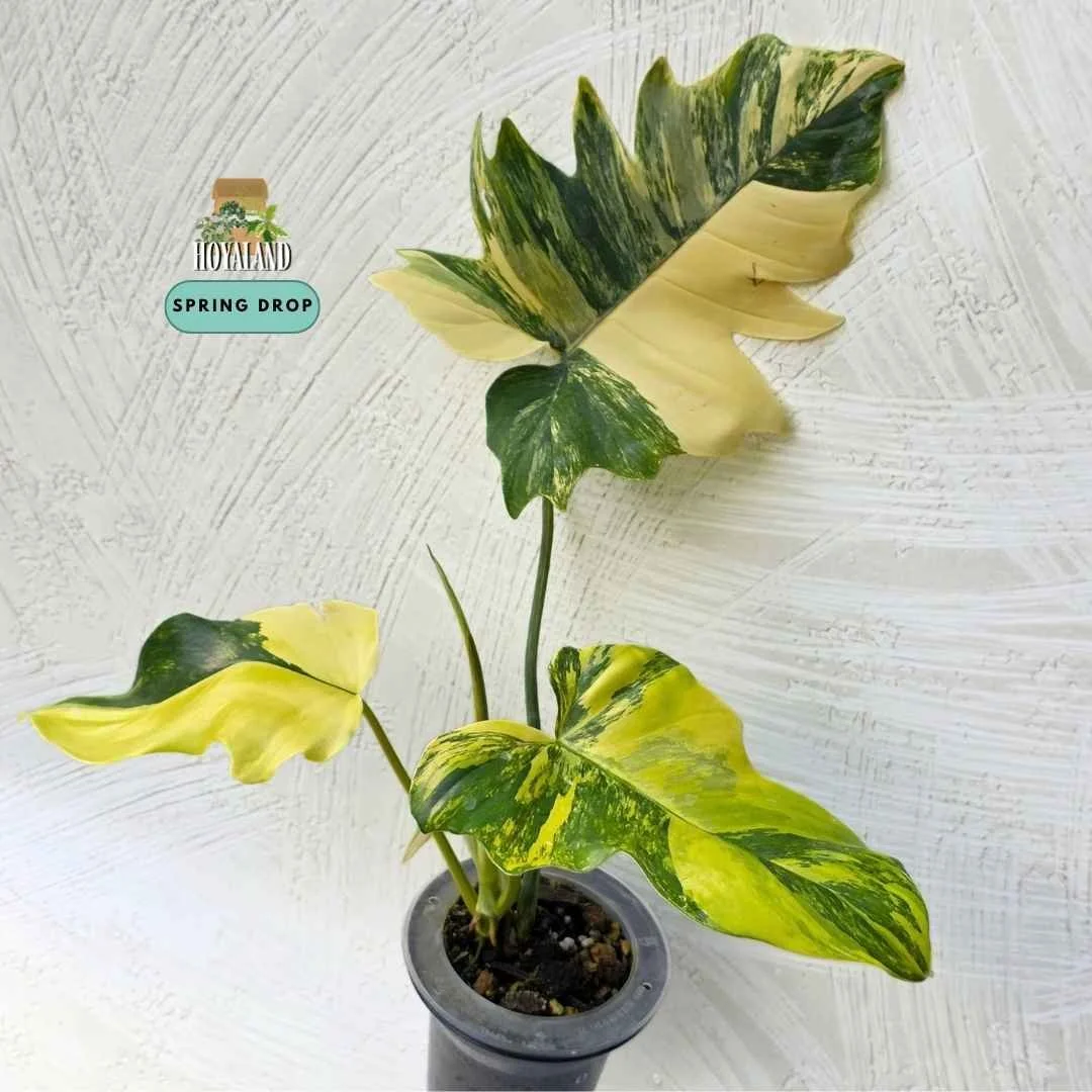Philodendron 'Florida Beauty' x mayoi (Wide Mayoi Morph) NTC