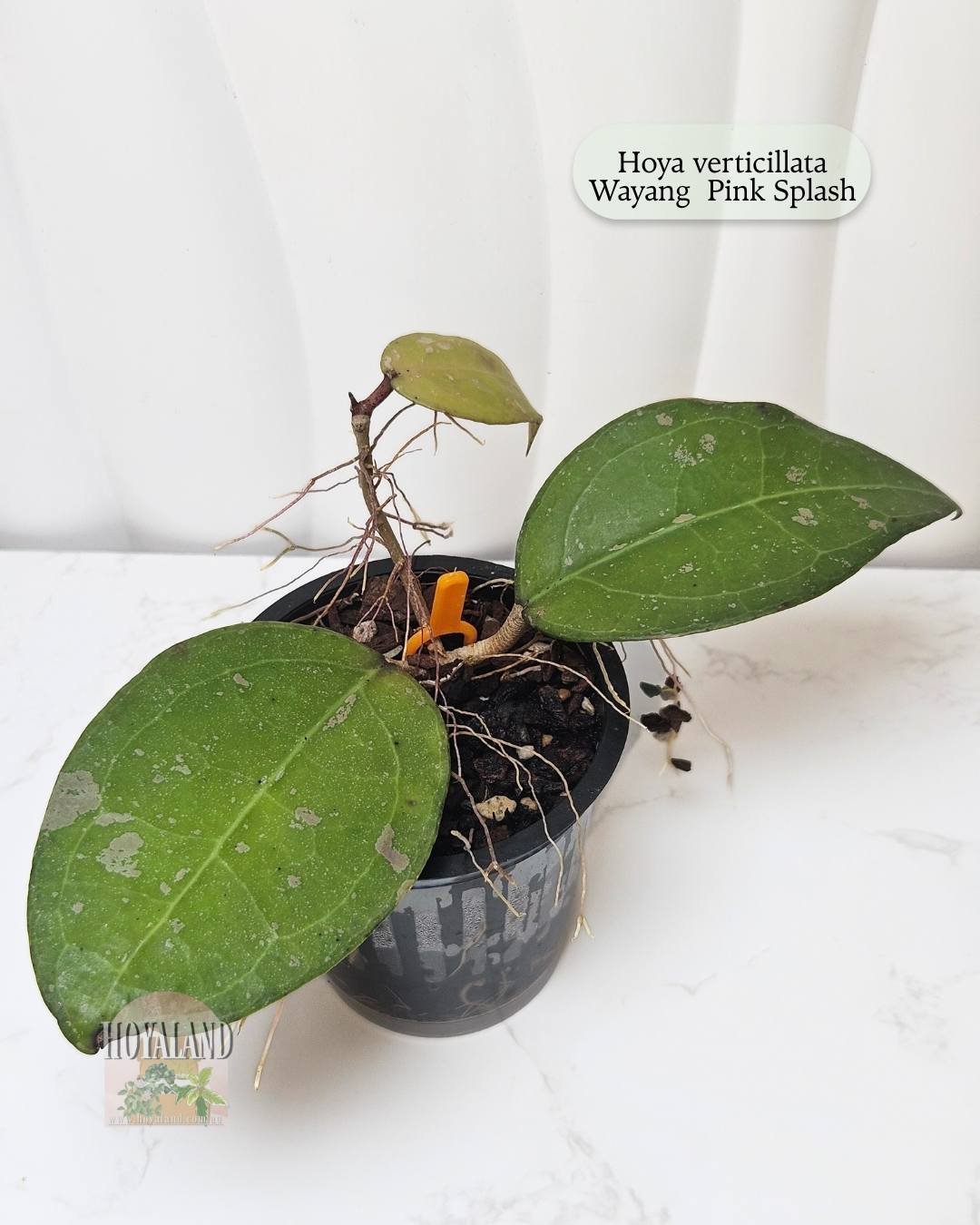 Hoya verticillata Wayang Pink Splash.jpg