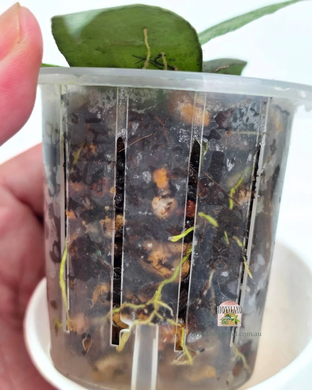 Hoya flagellata silver (5).jpg