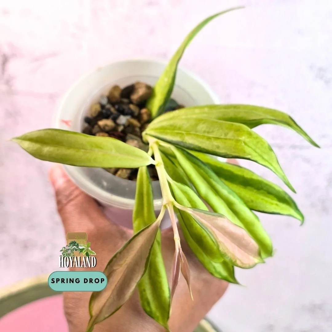 Hoya yingjiangensis variegata (15).jpg