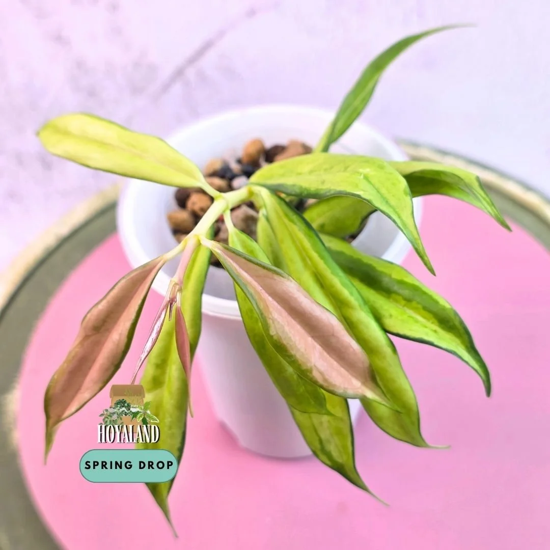 Hoya yingjiangensis variegata (10).jpg