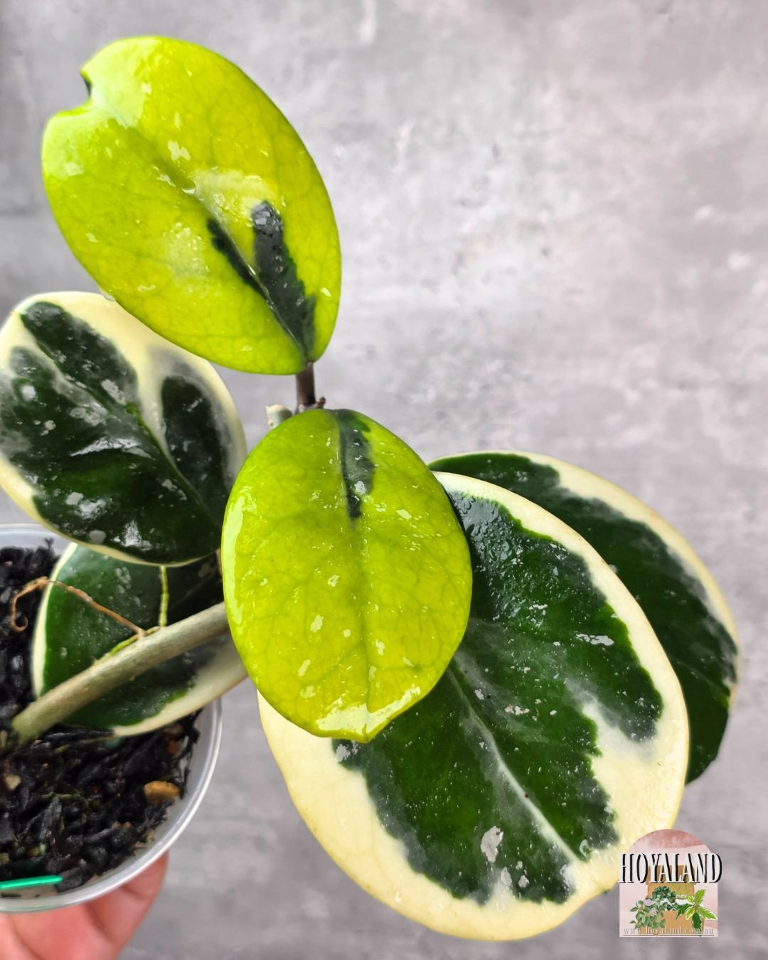 Hoya obovata albo.jpg