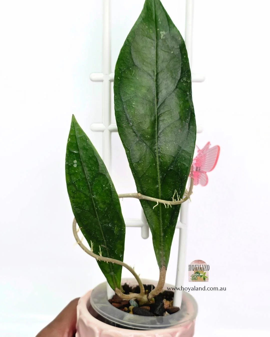 🍂 Hoya cv SS 27-70 (Clemensiorum hybrid)