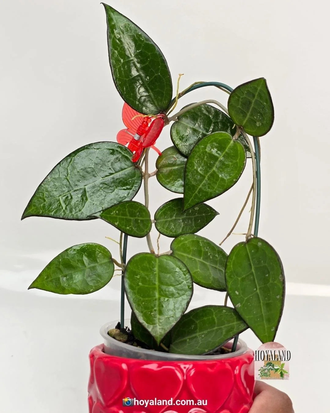 🌞 Veiny Hoya verticillata Black Margin 🩷