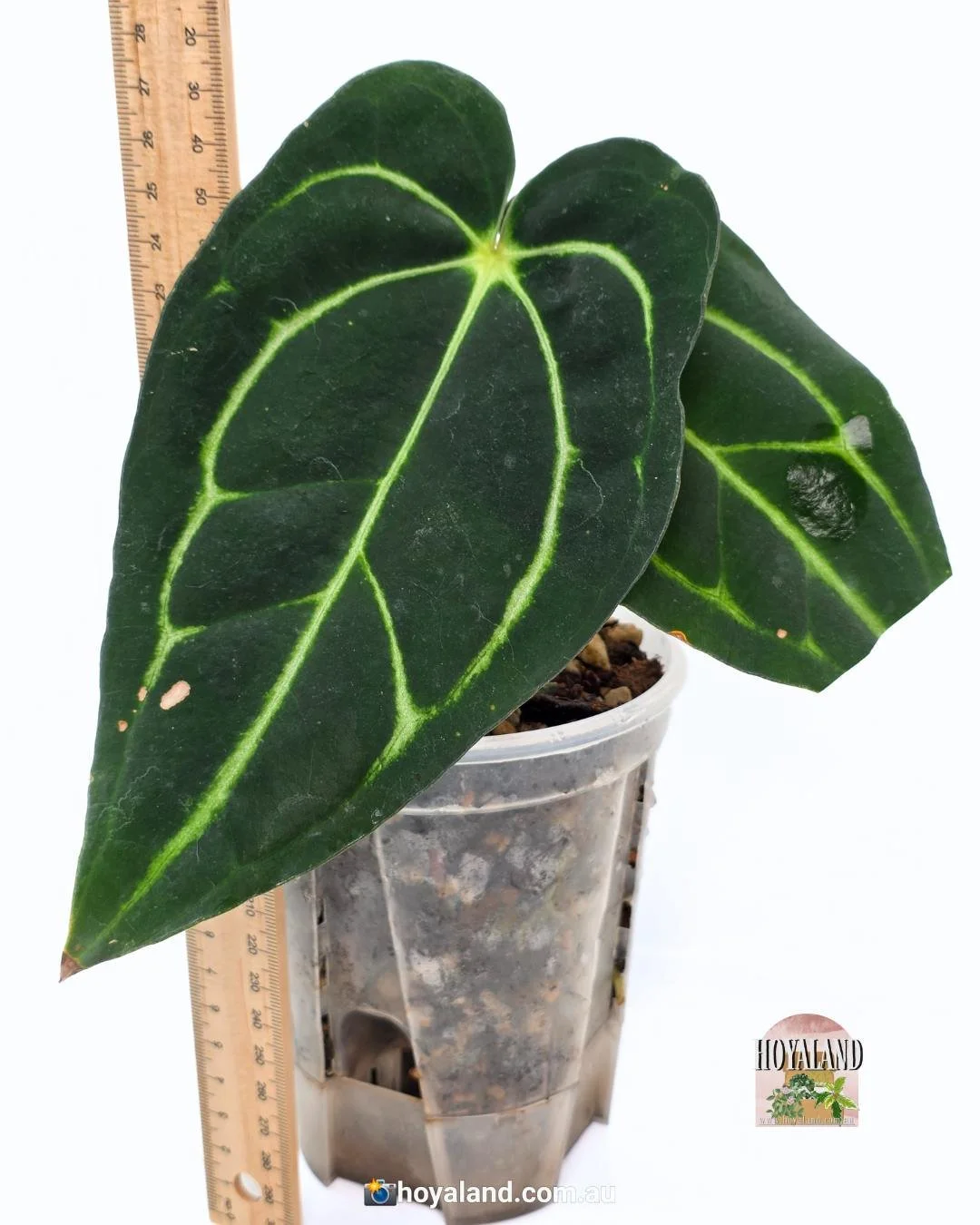 🌞 Rare Anthurium Carlablackiae | Ambient Grown  🩷