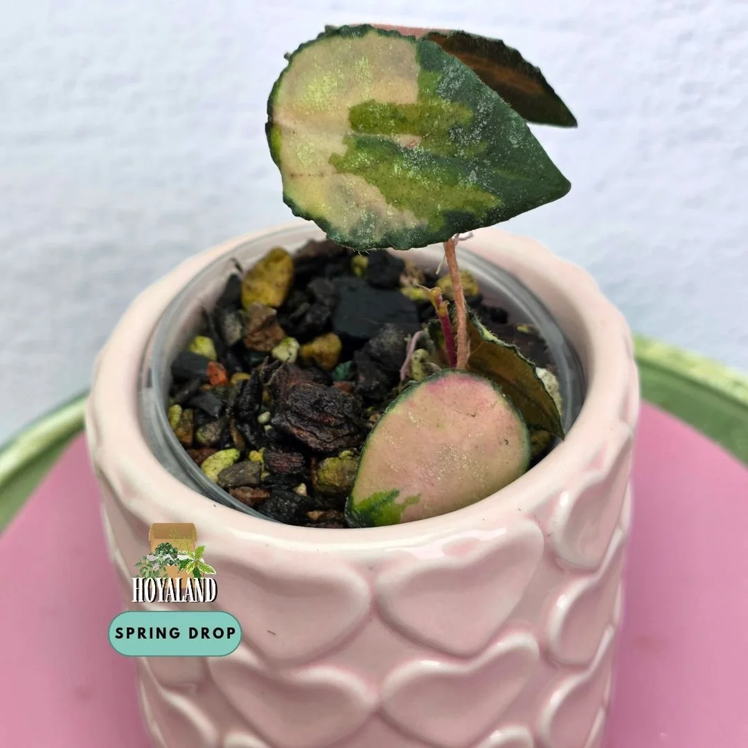 Hoya caudata variegata.jpg