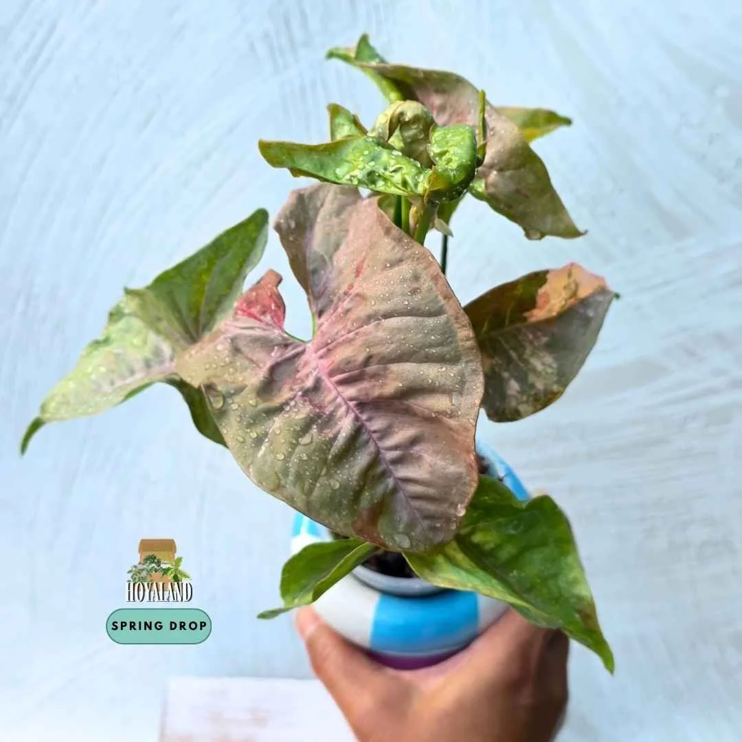 Syngonium double pink variegated 1 (2).jpg