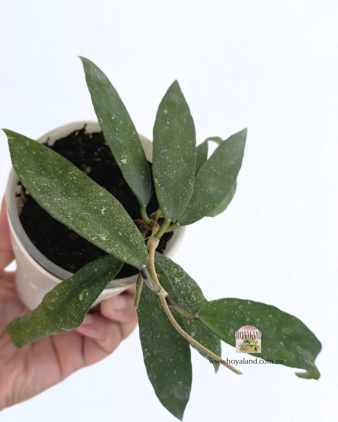 Hoya scortechinii (3).jpg