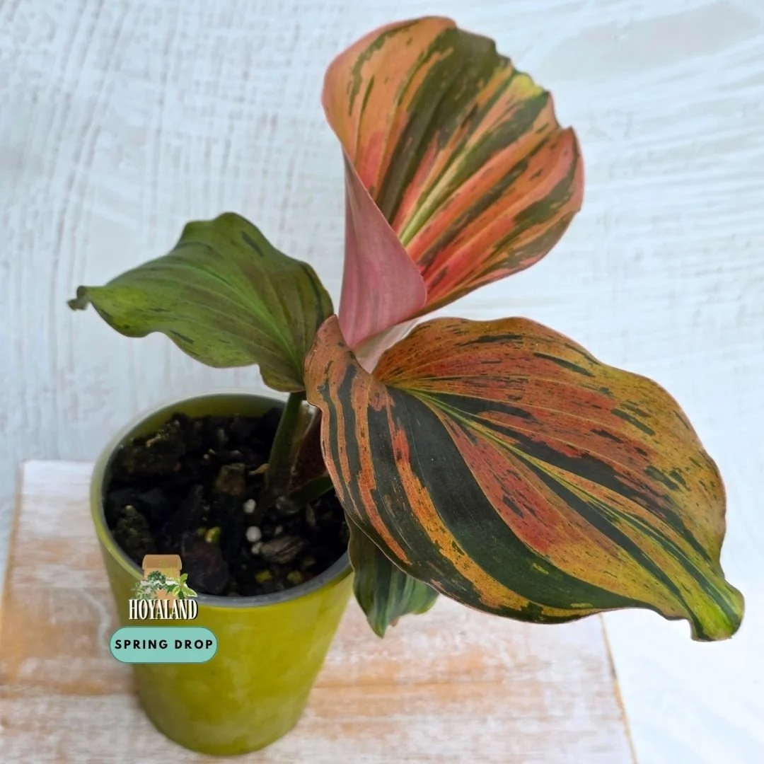Kaempferia pulchra variegata (7).jpg