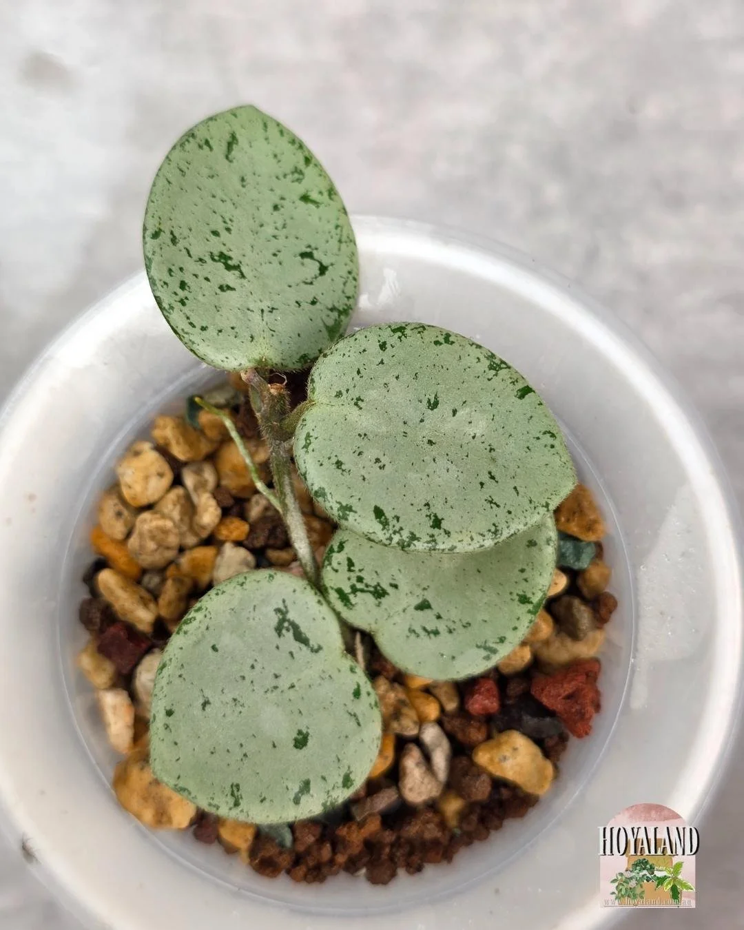 Hoya Grey Fairy B.jpg