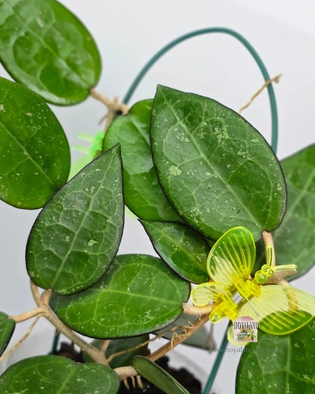 Hoya verticillata black margin (4).jpg