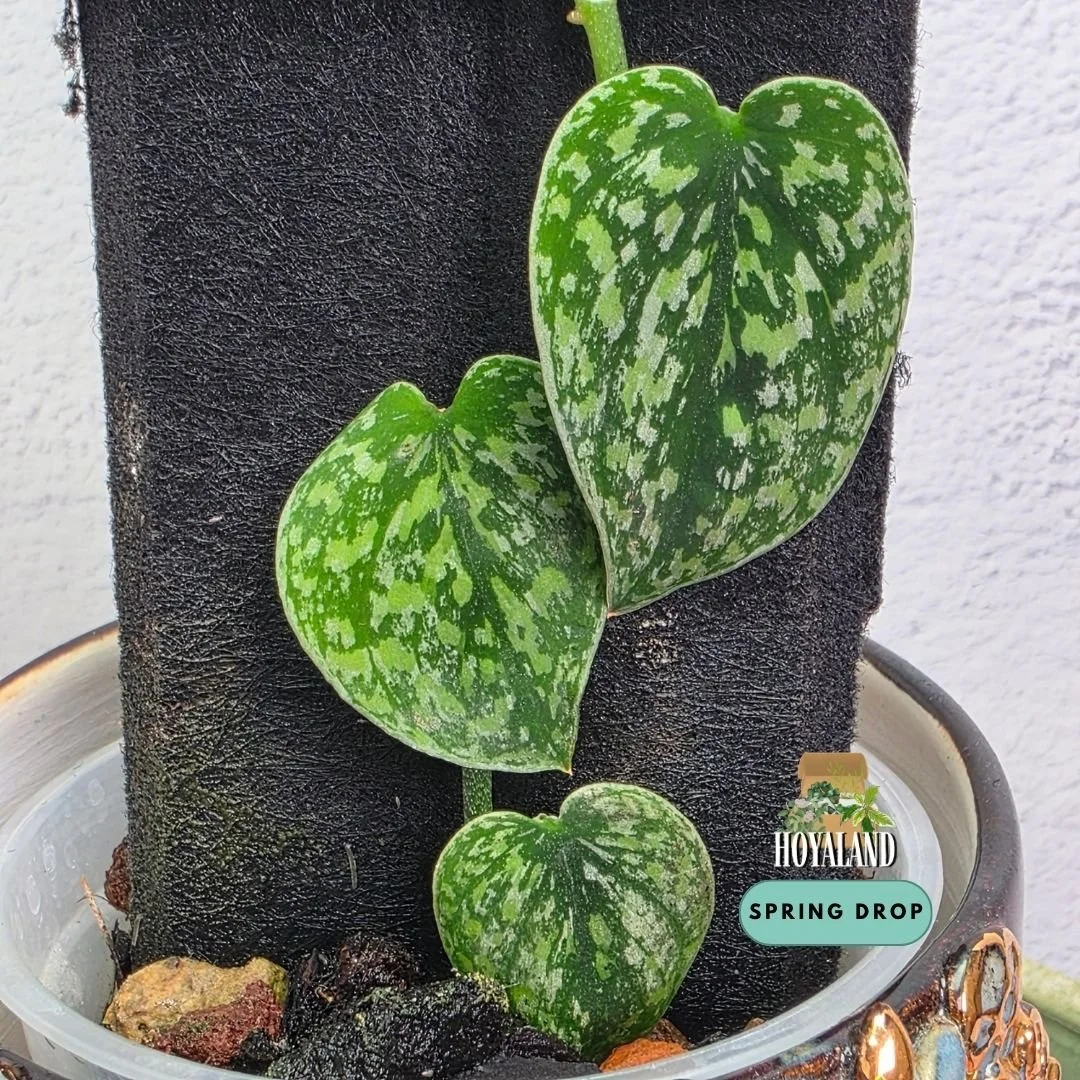 Scindapsus tricolour dark form (4).jpg