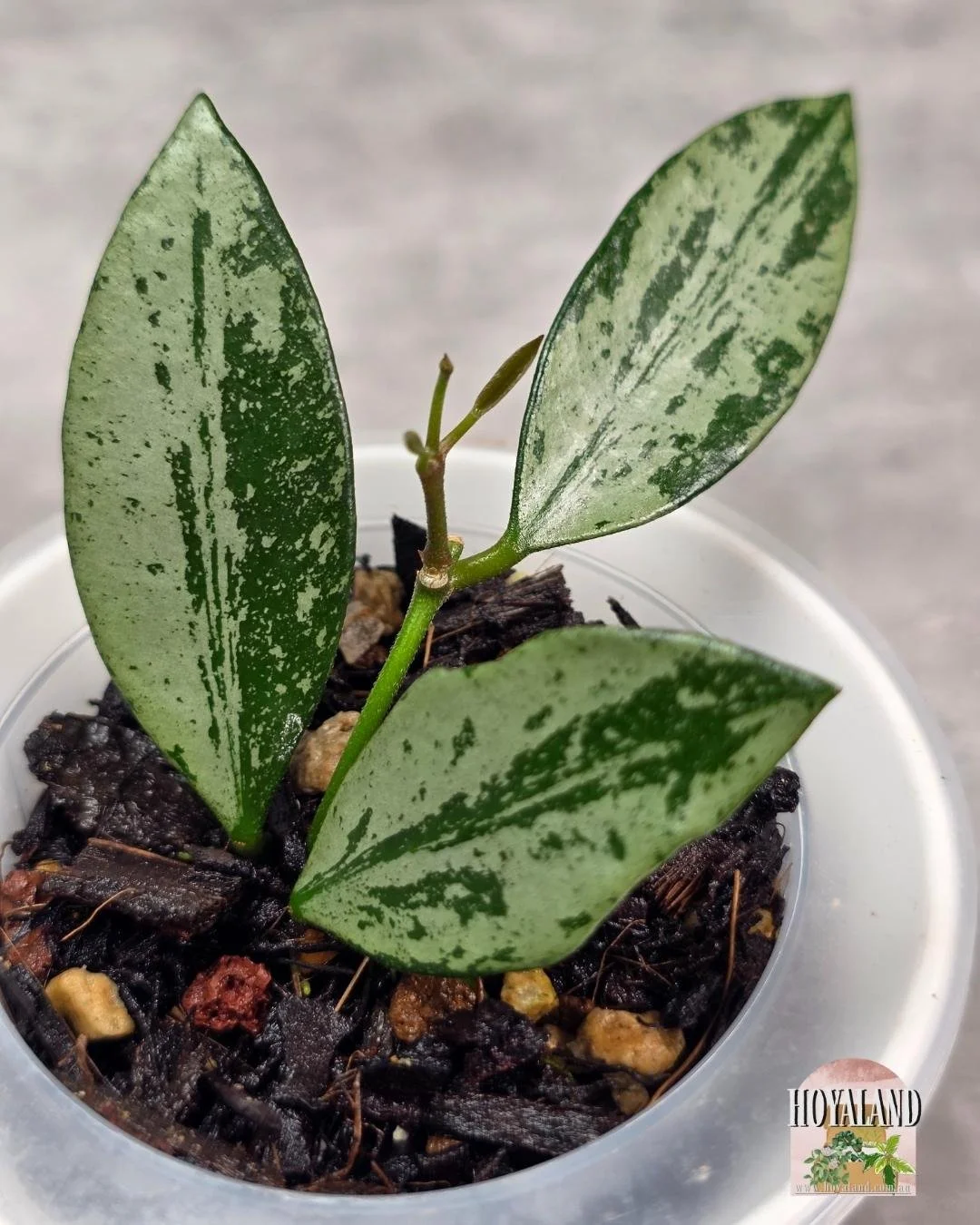 Hoya Rosita Silver.jpg