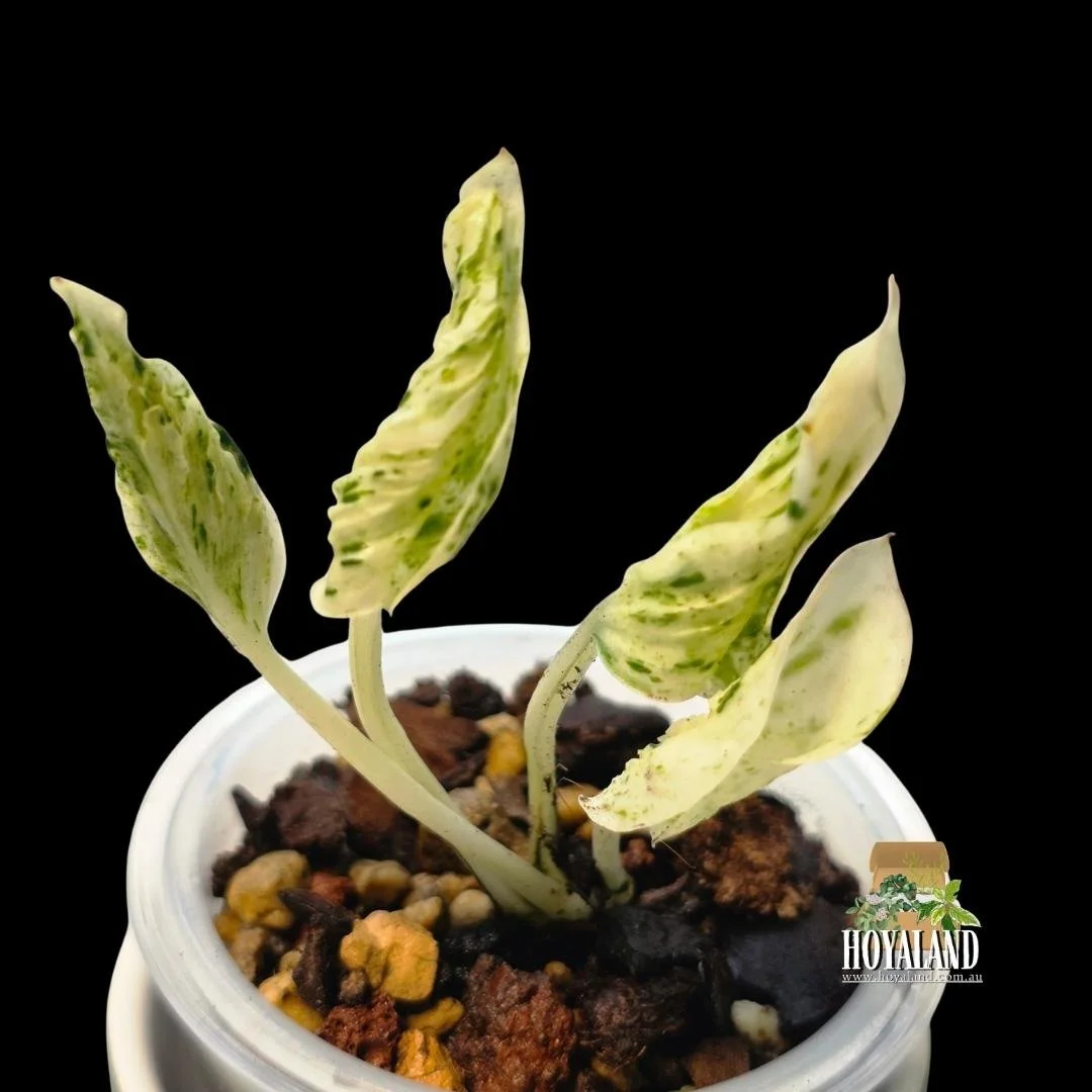 ⛄ Epipremnum 'Teruno Love Song' Variegated | Small