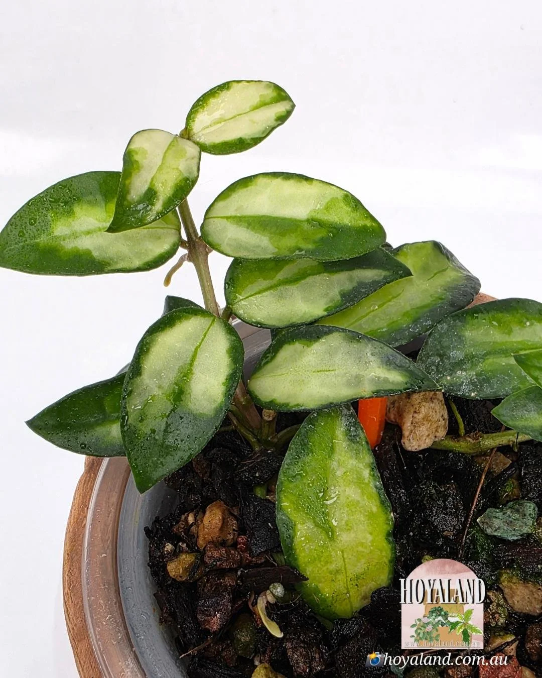 Hoya lacunosa Bruno (3).jpg