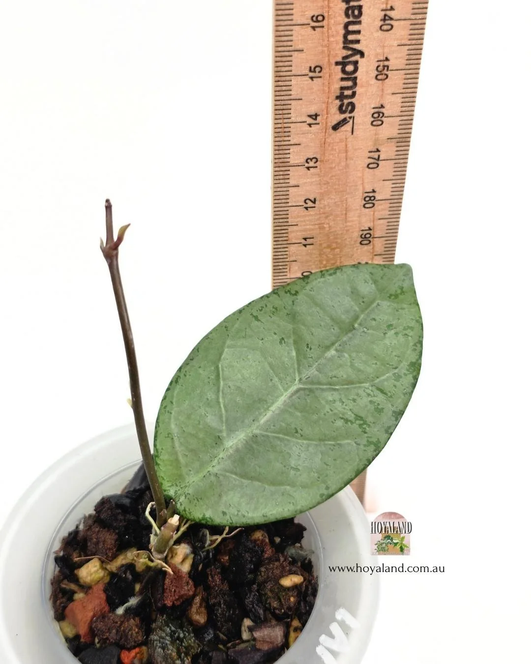 Hoya lai chau silver (6).jpg
