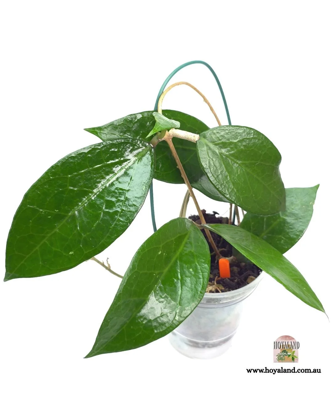 Hoya sumbawa (2).jpg