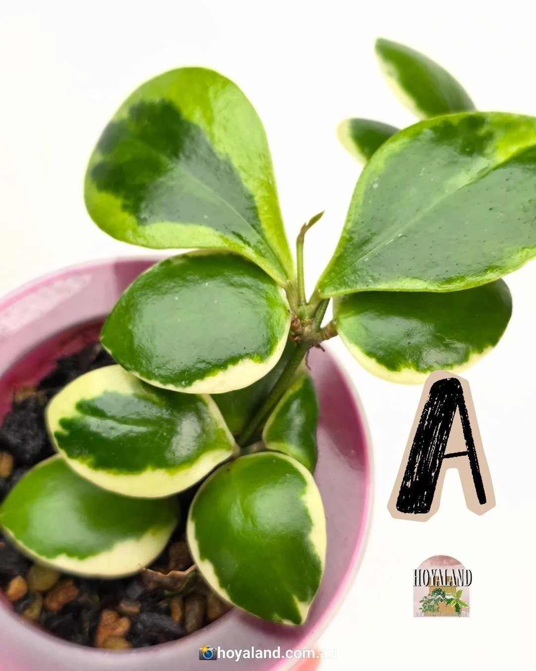 🌞 Hoya Palta Albo aka Hoya incurvula 'Albomarginata' A 🩷