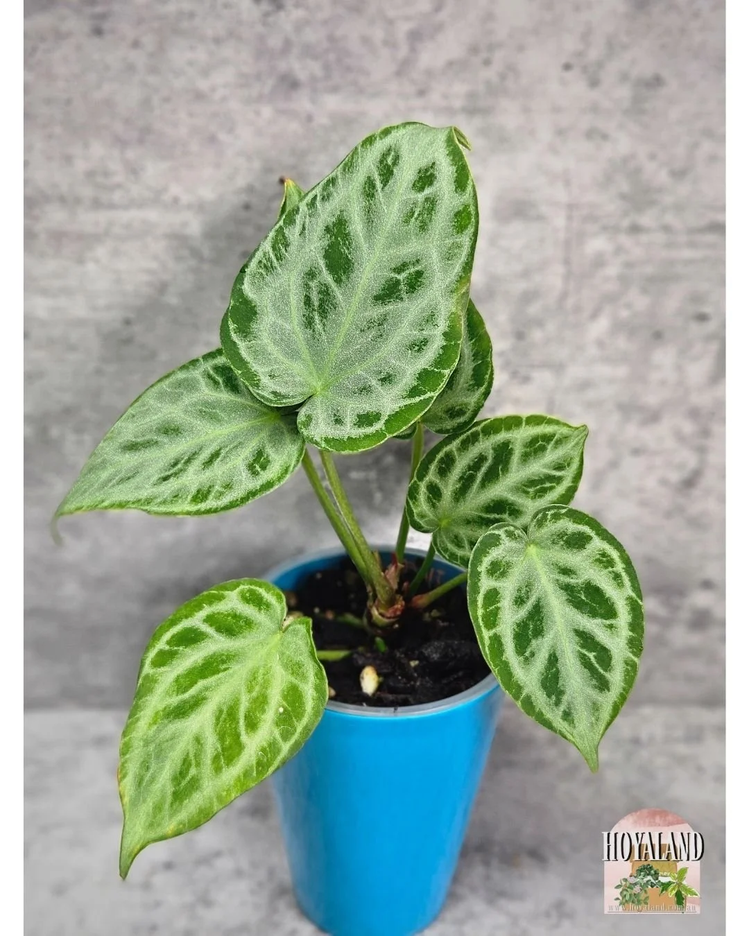 Anthurium silver tiger (2).jpg