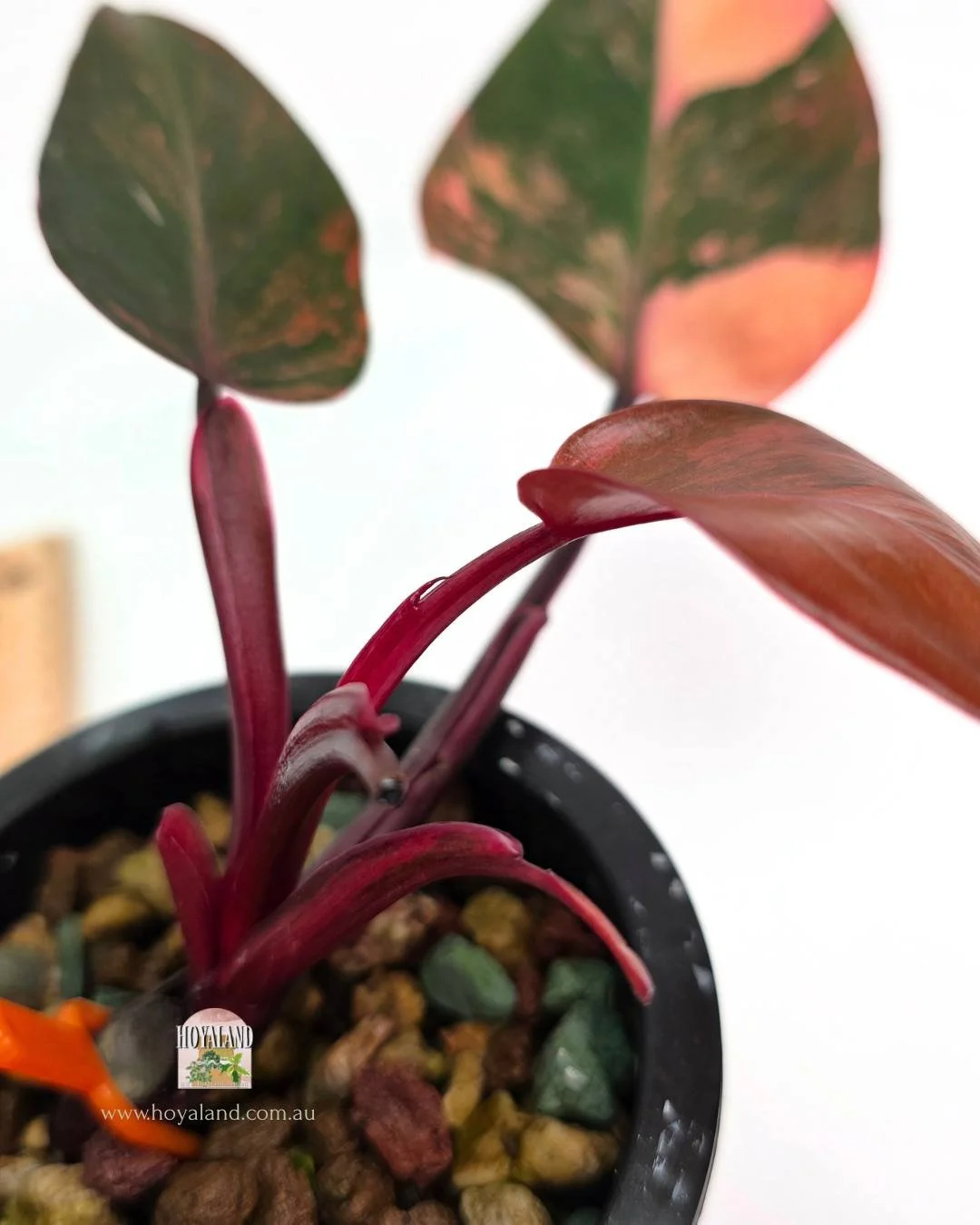 Philodendron Fire Princess (3).jpg