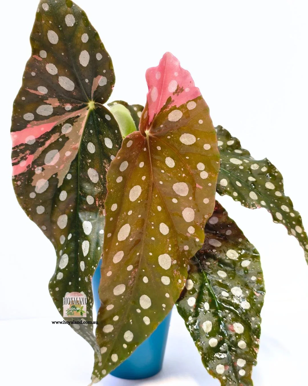 Begonia maculata var large (3).jpg