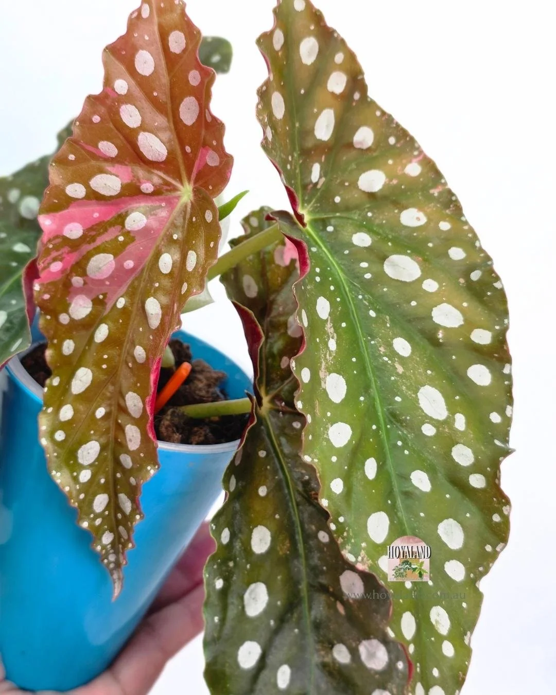 Begonia maculata wightii.jpg
