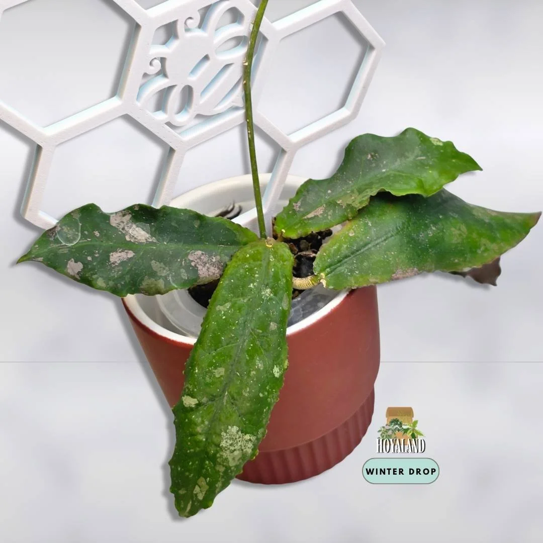Hoya undulata (4).jpg