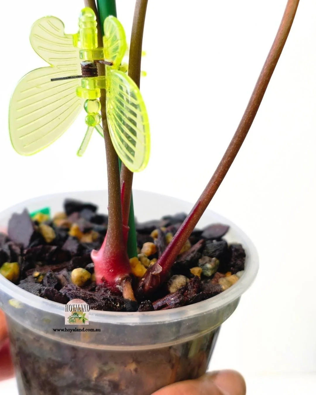 Anthurium platinum (8).jpg