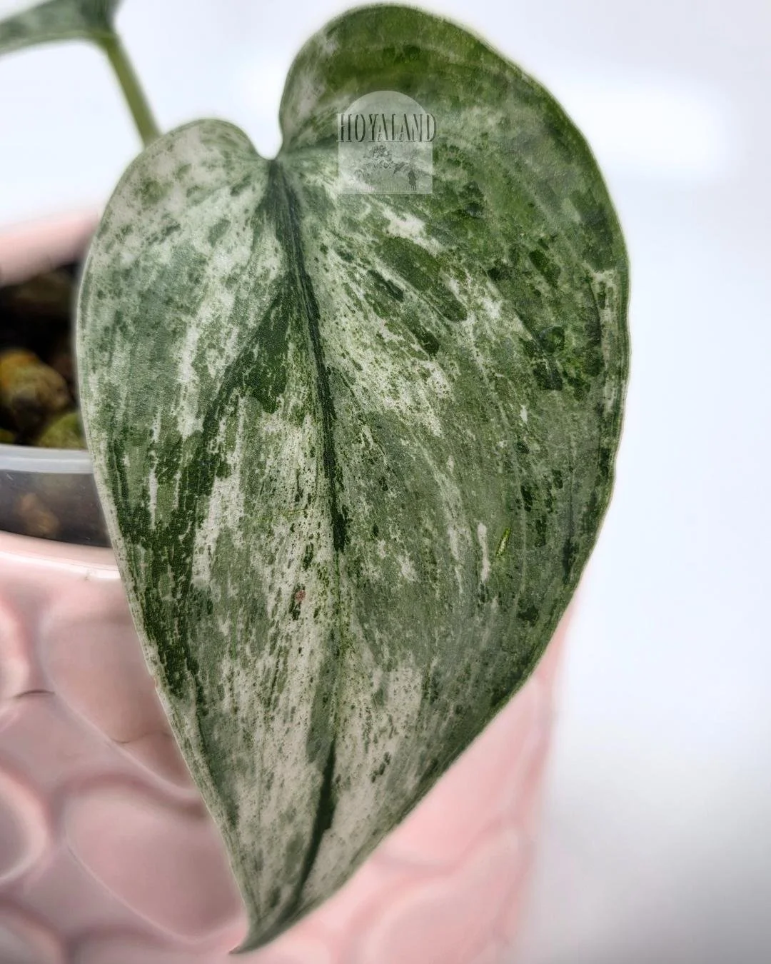 Scindapsus perlas (6).jpg