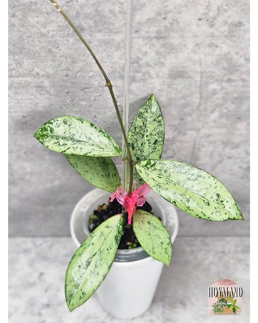 Hoya crassipetiolata x michele (2).jpg