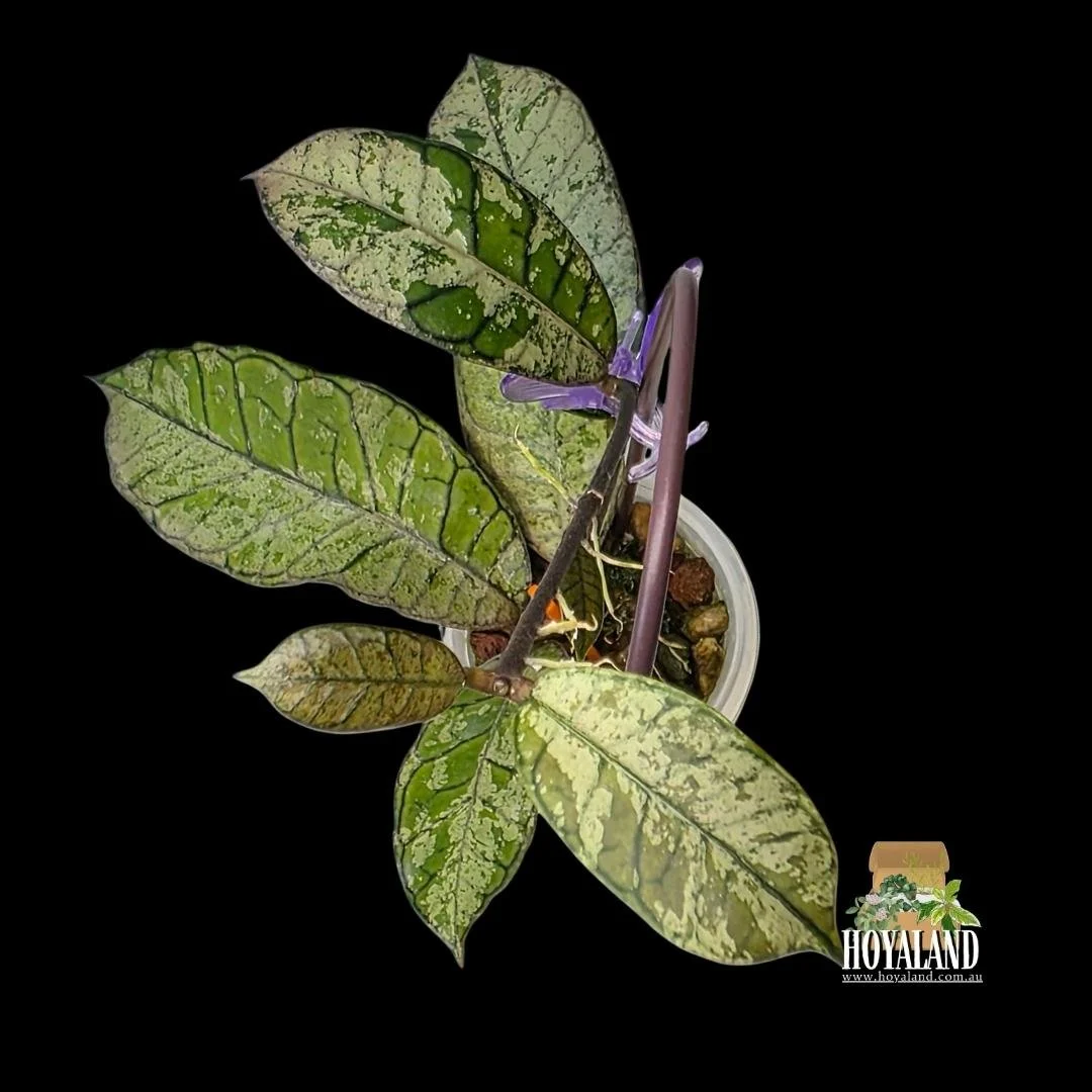 ⛄ Hoya Gunung Gading 'Silver' | Stable High Silver Variegation