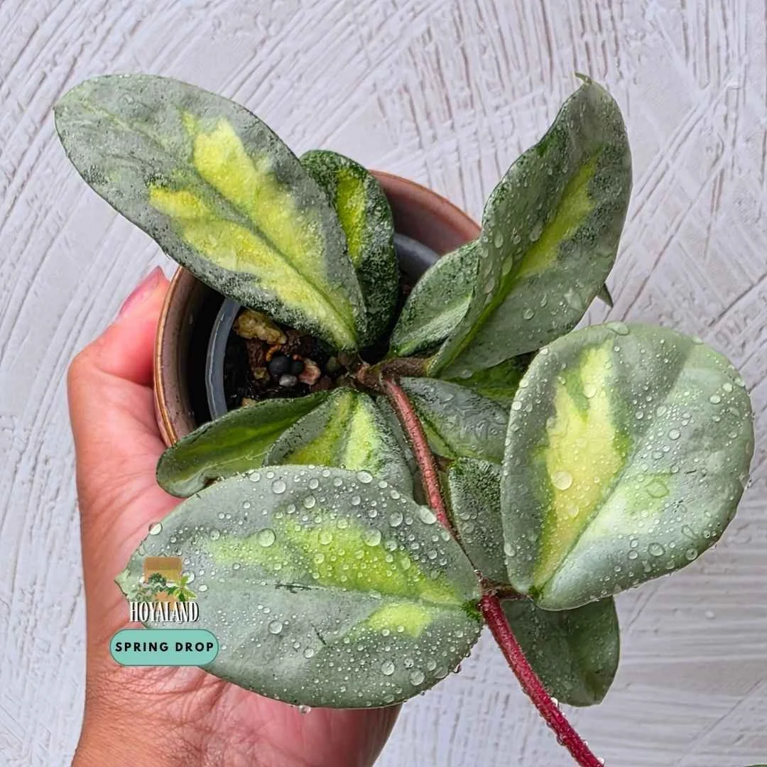 Hoya carnosa argentea princess (3).jpg