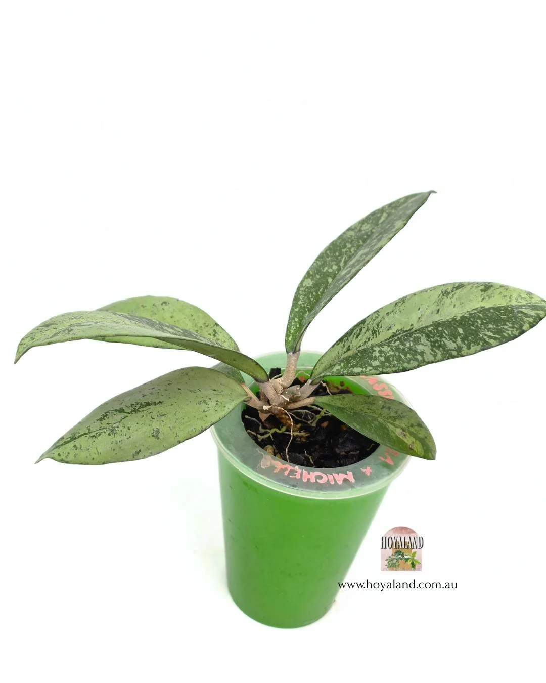 Hoya crassi x michel a.jpg