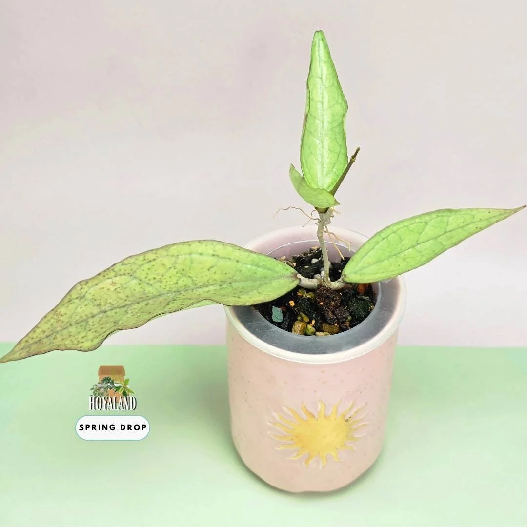 hoya germany silver b.jpg