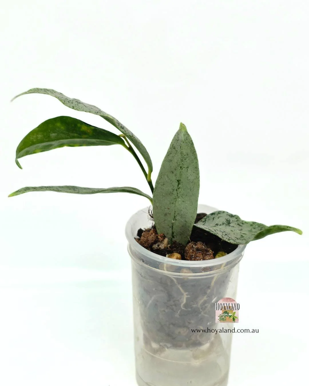 Hoya amicabilis (2).jpg