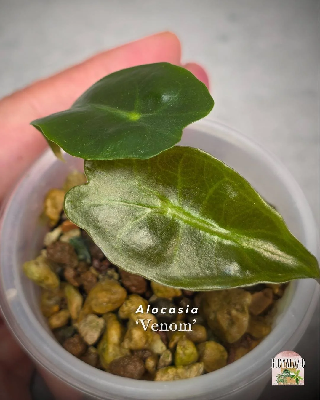 🌞  Alocasia Venom Corm Grown  🎇