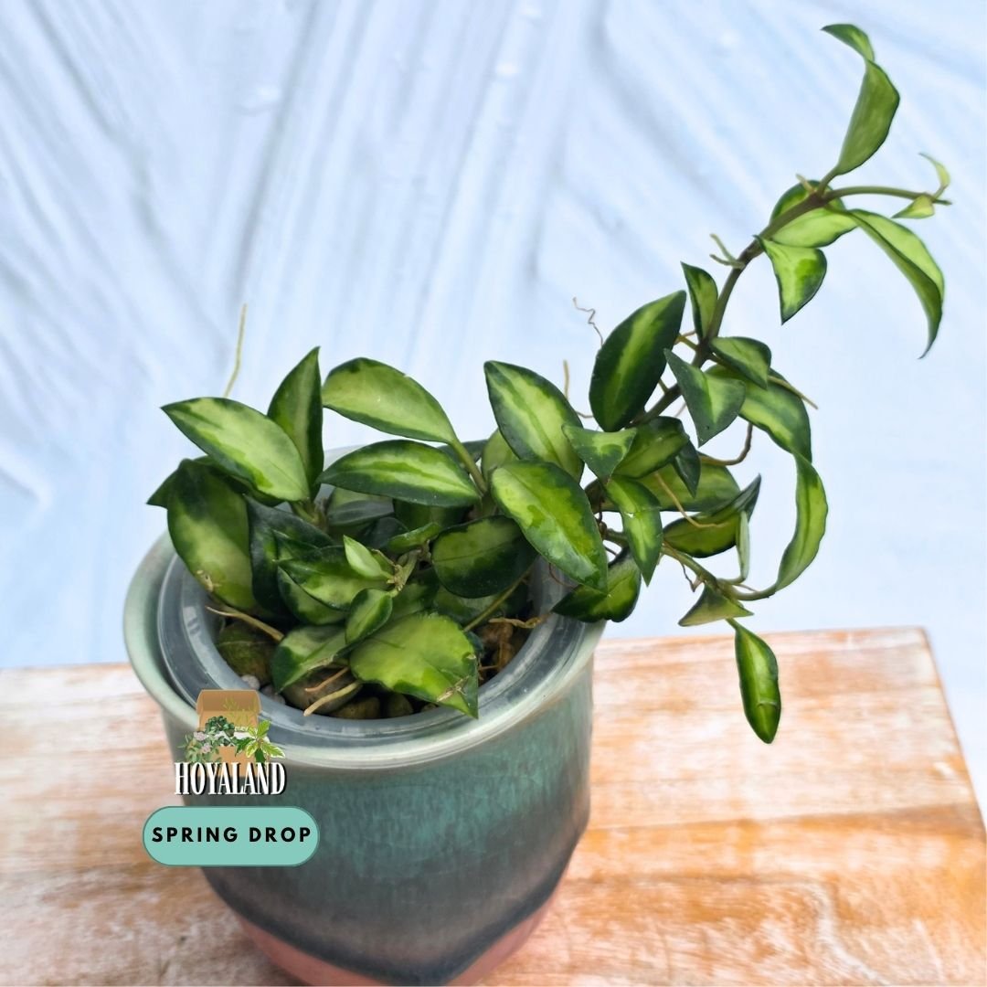 Hoya lacunosa bruno (6).jpg