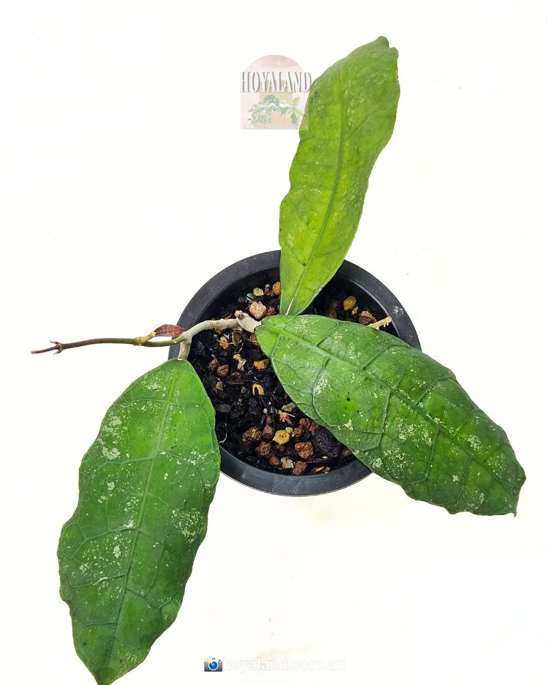 Hoya peninsularis (1).jpg