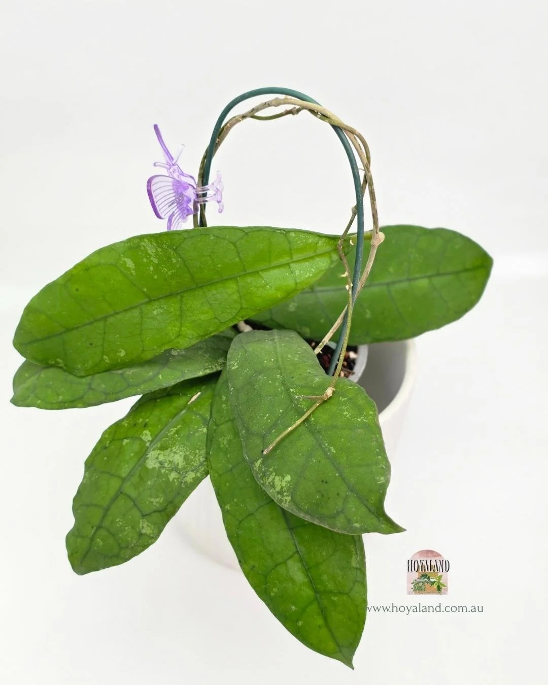 Hoya Perak Teddy Bear B.jpg