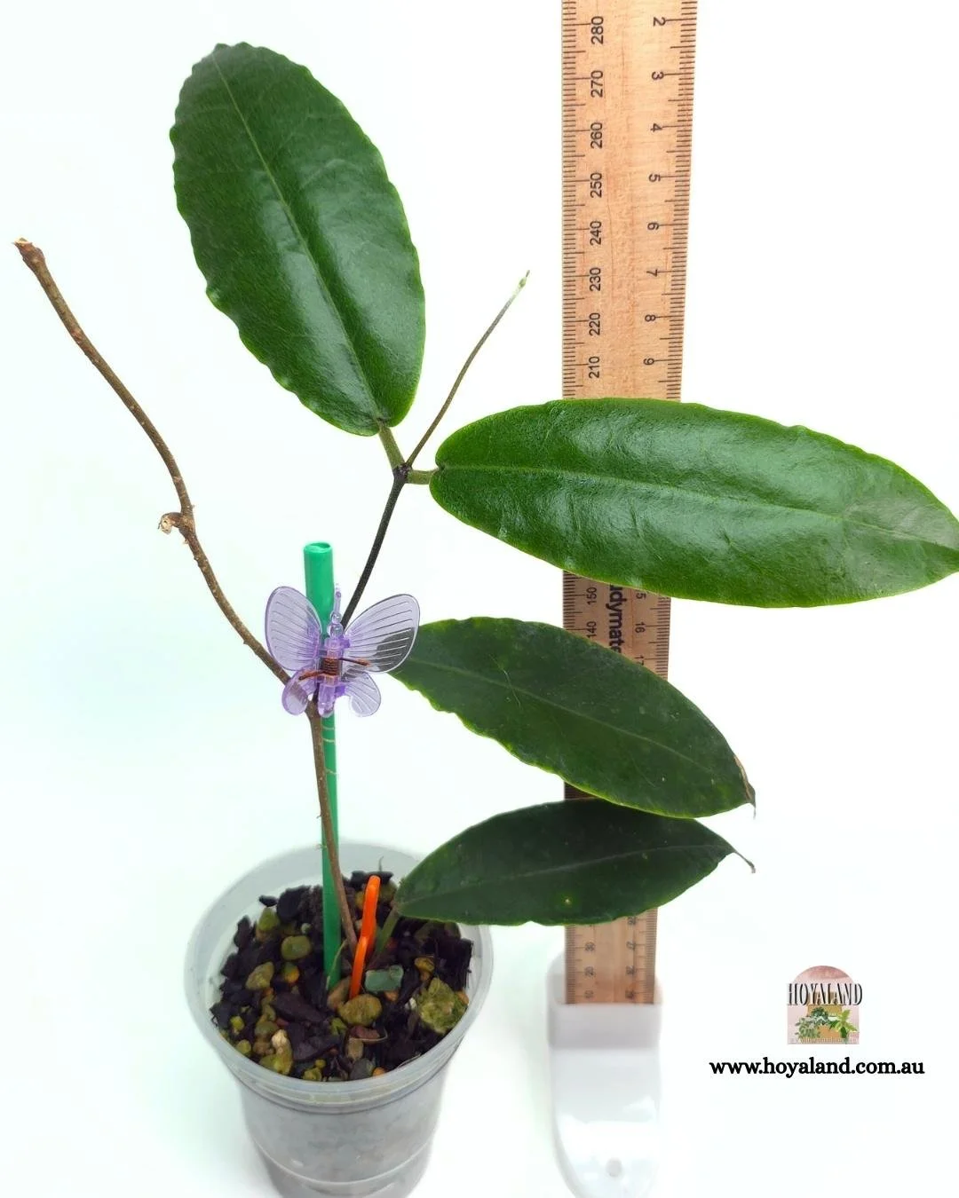 Hoya versteegii (3).jpg