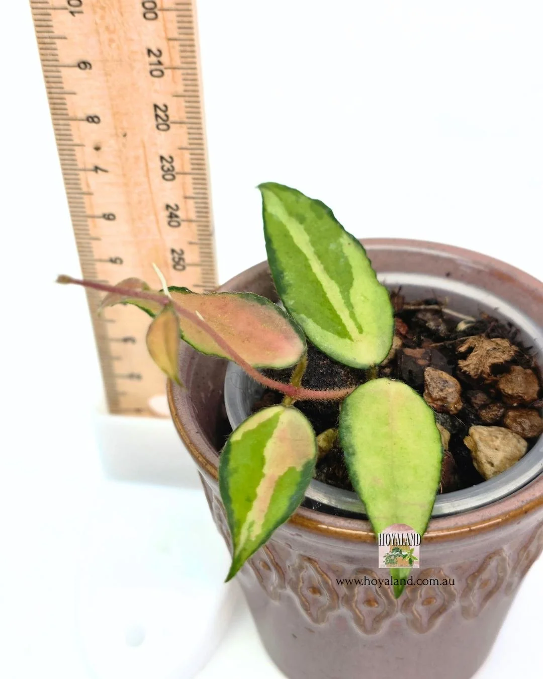 Hoya caudata variegata tip.jpg
