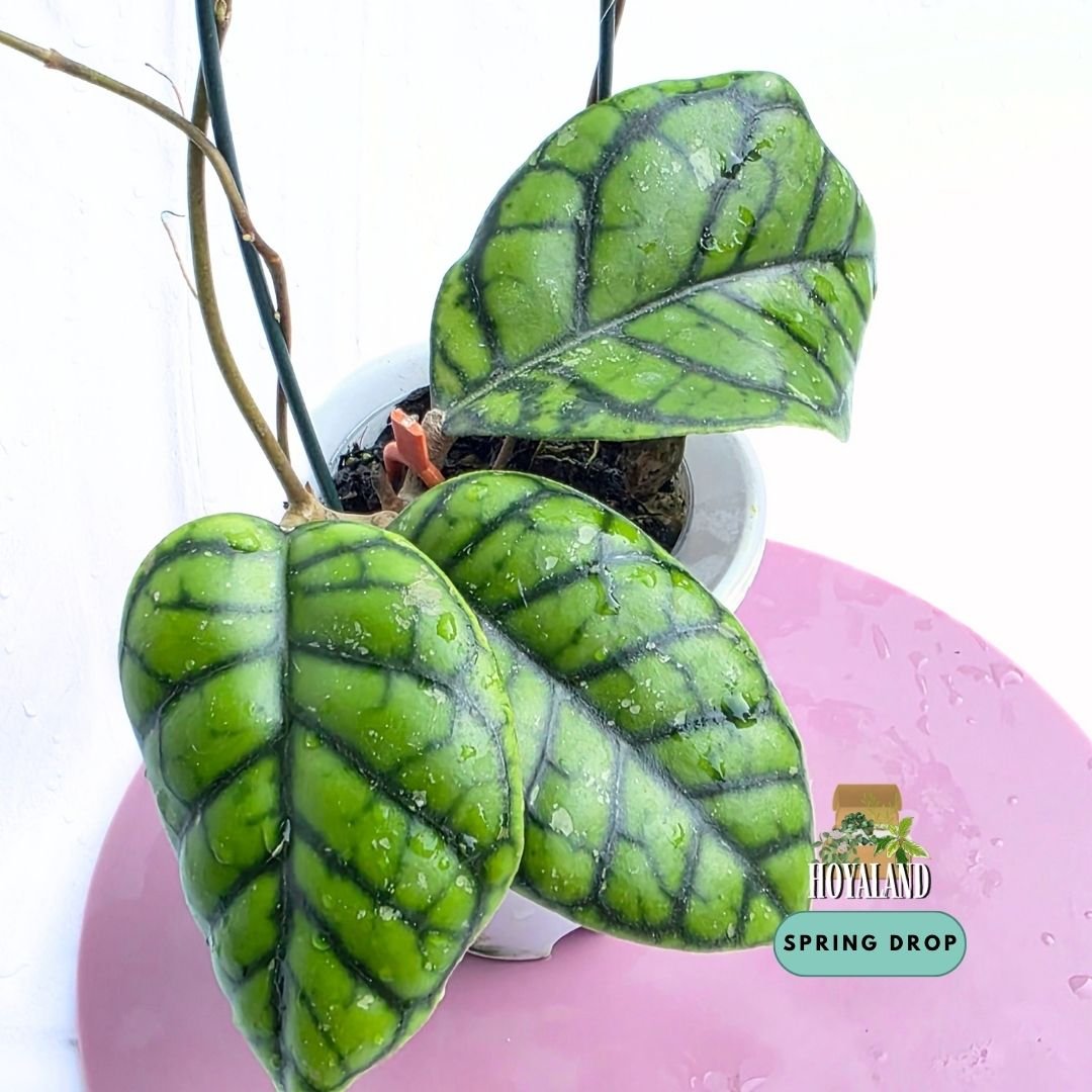 Hoya caliistophylla chibi (12).jpg
