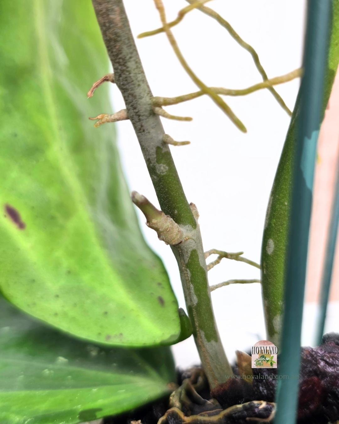 Hoya latifolia baibua (5).jpg