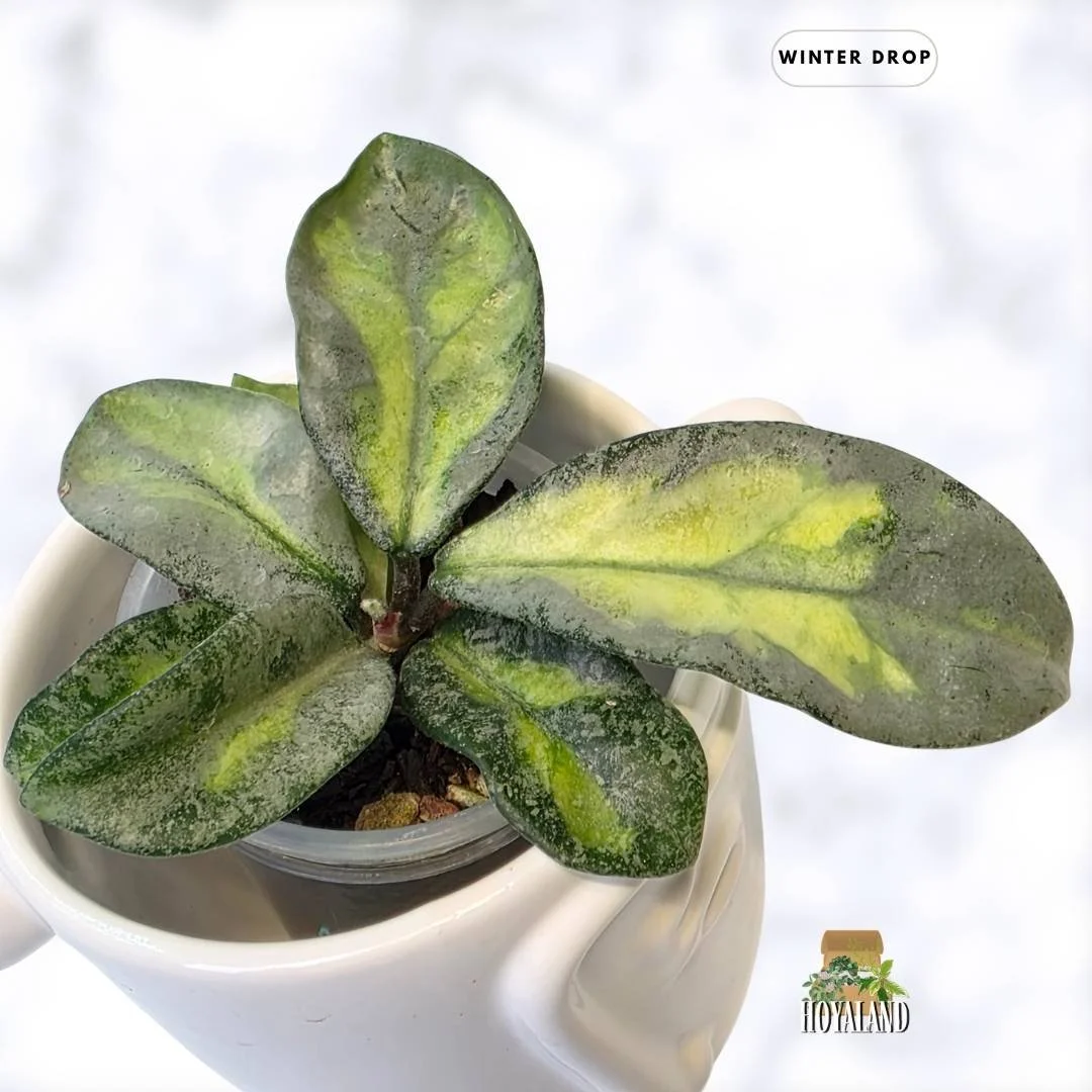 buy-rare-hoya-carnosa-argentea-princess-silver-leaves-australia.webp (4).jpg