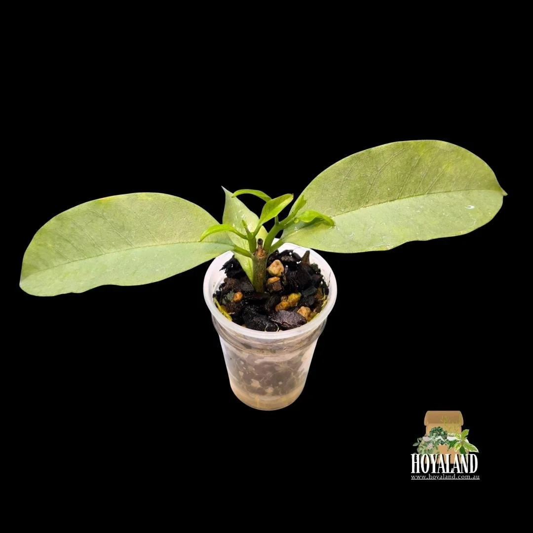 Hoya multiflora wonderphil small (2).jpg