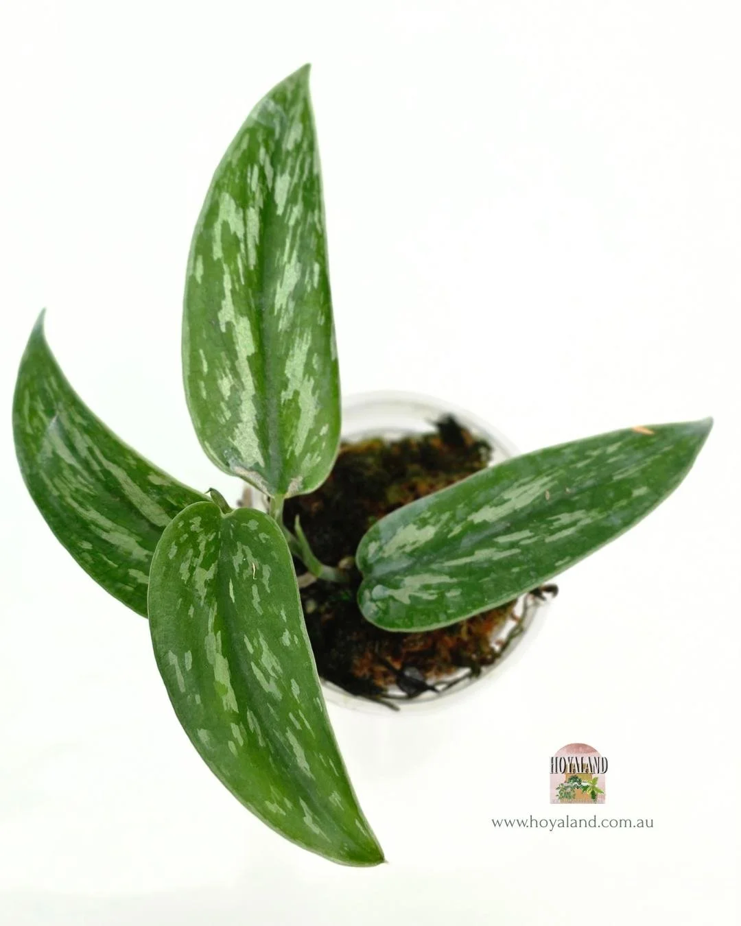 Scindapsus green army narrow.jpg