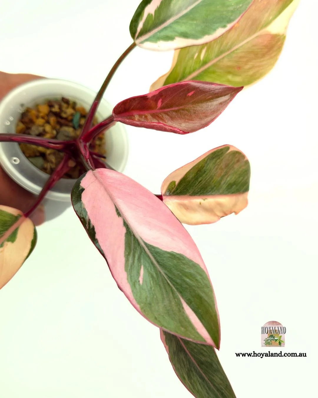 Philodendron Pink Princess Albo Mutation (3).jpg