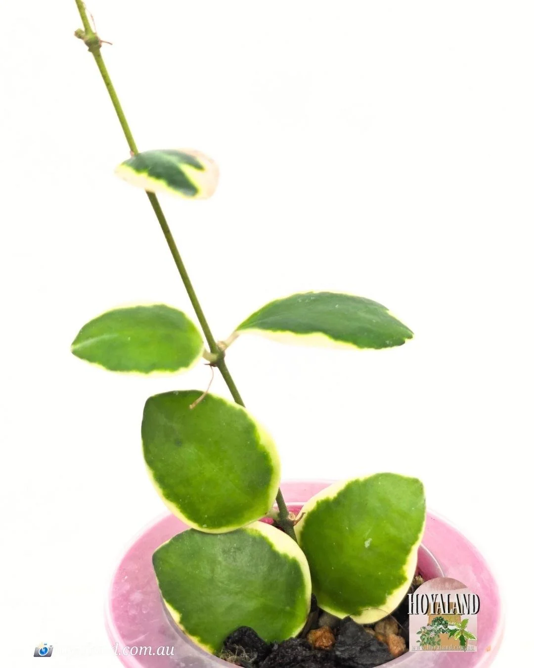 🌞 Hoya Palta Albo aka Hoya incurvula 'Albomarginata' B 🩷