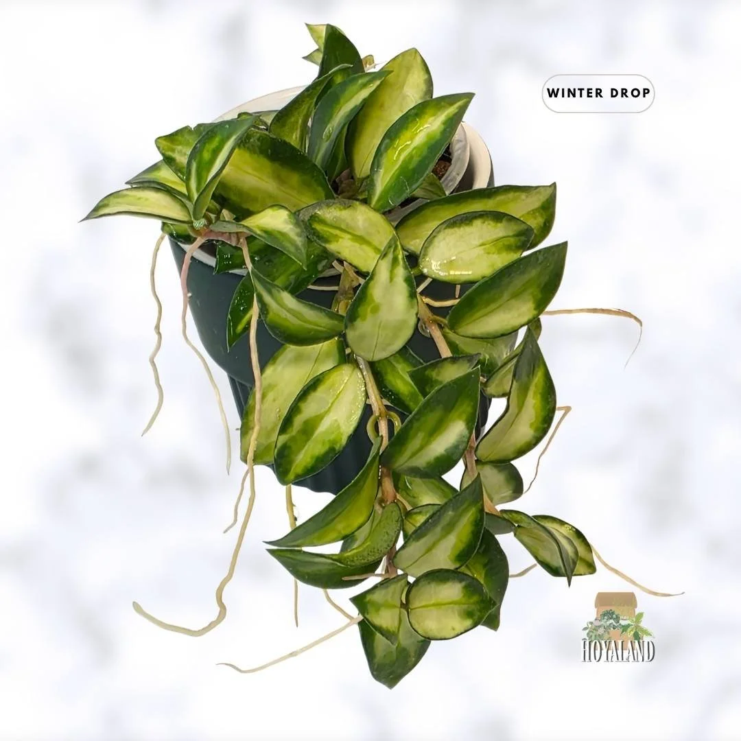 buy-rare-hoya-lacunosa-bruno-wavy-tricolor-leaves-australia.webp (1).jpg