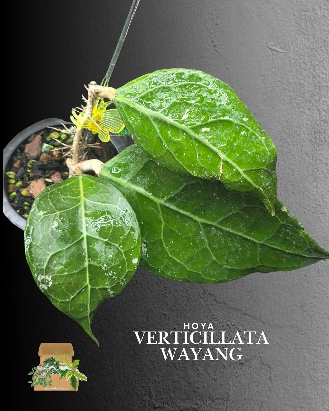 Hoya verticillata sp Wayang.jpg